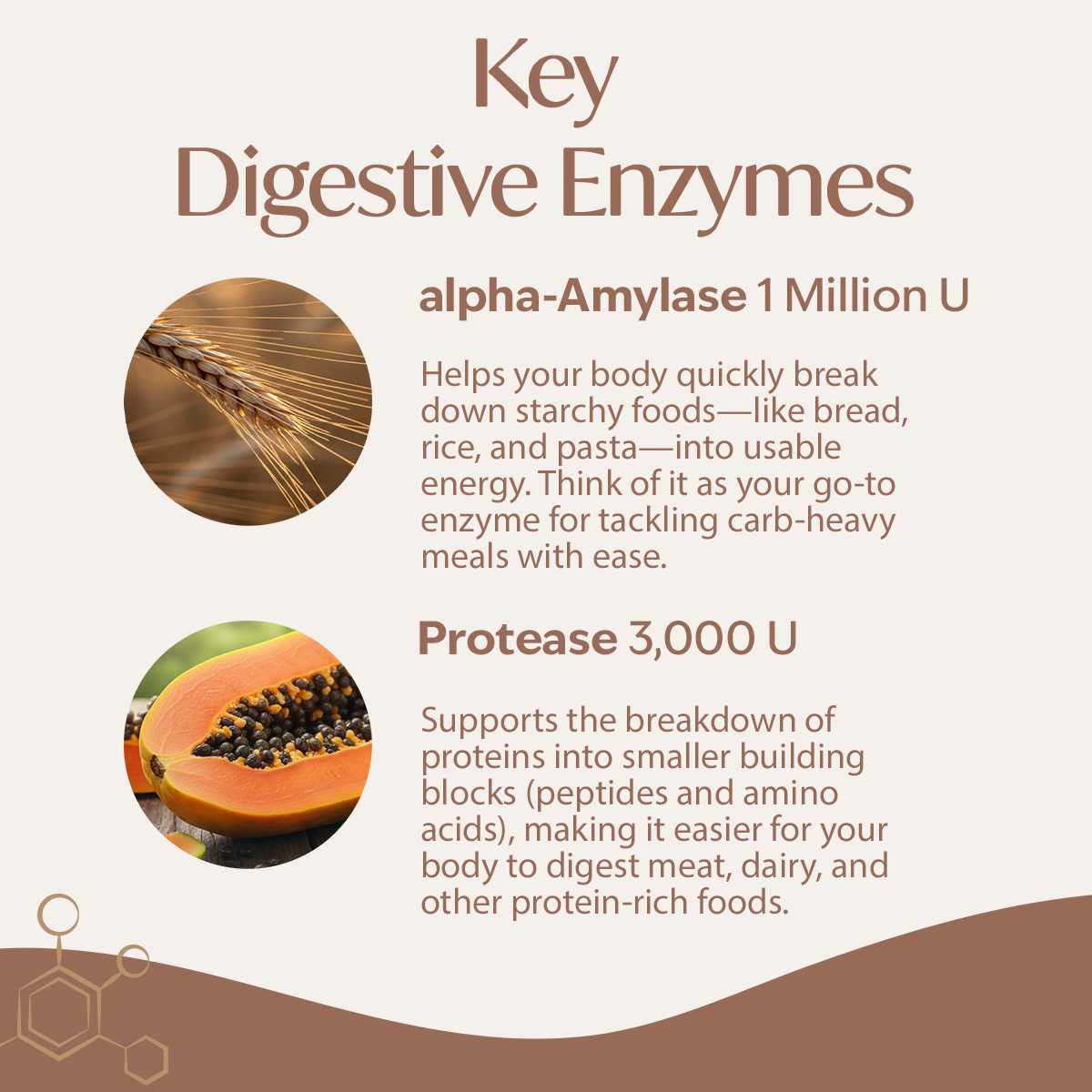 purezyme, key digestive enzymes. amylase. protease. gut health. effective digestive supplement. livepure.